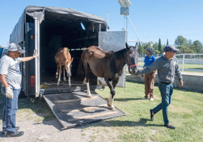 equioterapia-vm_-argentina-y-su-cria_23-01-2024-1536x1024-1-930x620